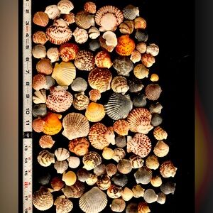 Lot of fancy bivalve seashells, natural